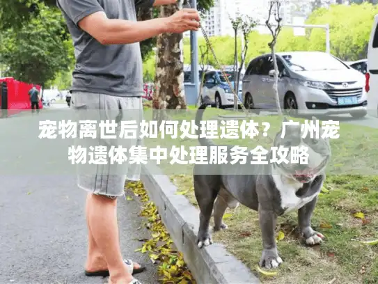 宠物离世后如何处理遗体？广州宠物遗体集中处理服务全攻略