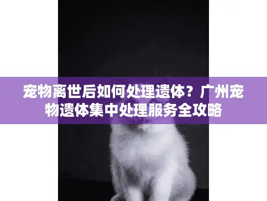 宠物离世后如何处理遗体？广州宠物遗体集中处理服务全攻略