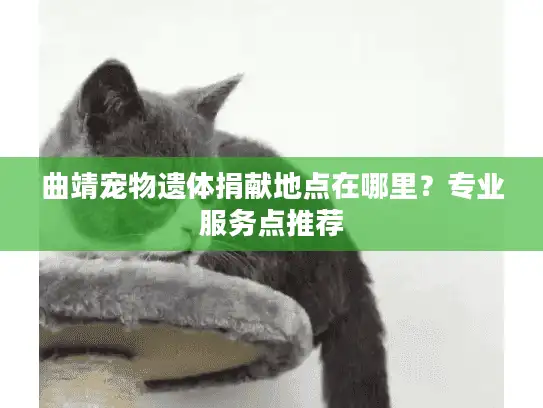 曲靖宠物遗体捐献地点在哪里？专业服务点推荐