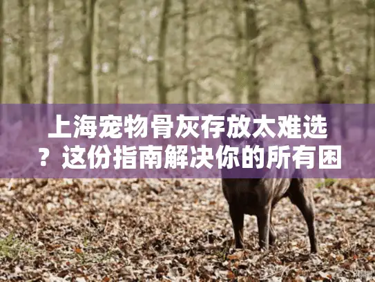 上海宠物骨灰存放太难选？这份指南解决你的所有困惑