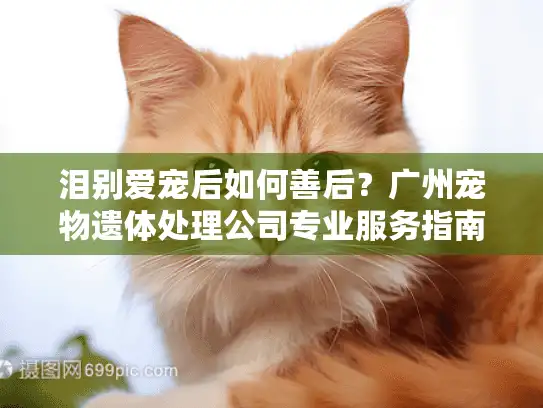 泪别爱宠后如何善后？广州宠物遗体处理公司专业服务指南