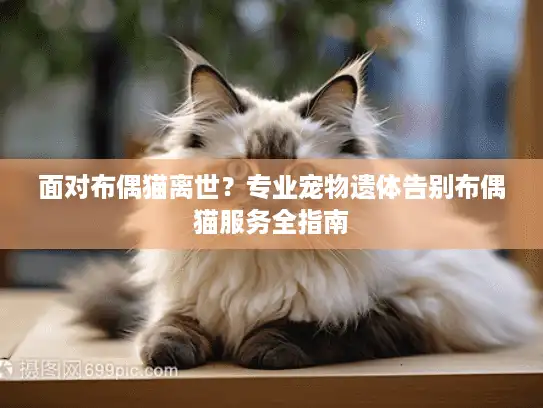 面对布偶猫离世？专业宠物遗体告别布偶猫服务全指南