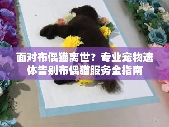 面对布偶猫离世？专业宠物遗体告别布偶猫服务全指南