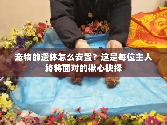 宠物的遗体怎么安置？这是每位主人终将面对的揪心抉择