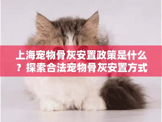 上海宠物骨灰安置政策是什么？探索合法宠物骨灰安置方式