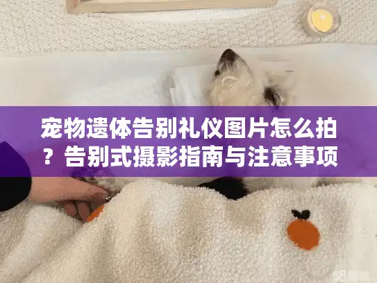 宠物遗体告别礼仪图片怎么拍？告别式摄影指南与注意事项