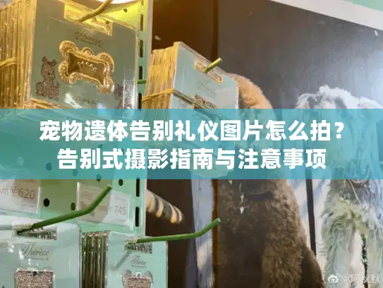 宠物遗体告别礼仪图片怎么拍？告别式摄影指南与注意事项