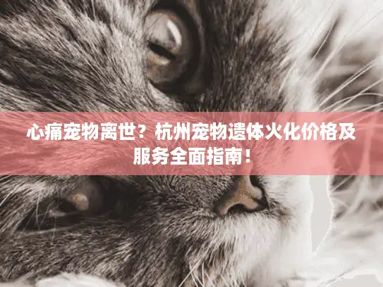 心痛宠物离世？杭州宠物遗体火化价格及服务全面指南！