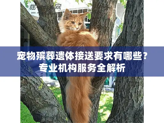 宠物殡葬遗体接送要求有哪些？专业机构服务全解析