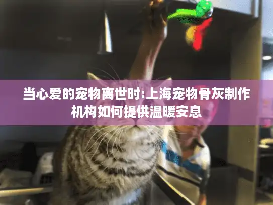 当心爱的宠物离世时:上海宠物骨灰制作机构如何提供温暖安息