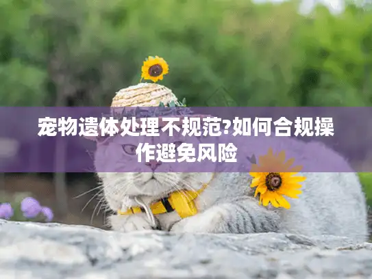 宠物遗体处理不规范?如何合规操作避免风险
