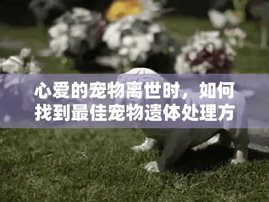 心爱的宠物离世时，如何找到最佳宠物遗体处理方法？
