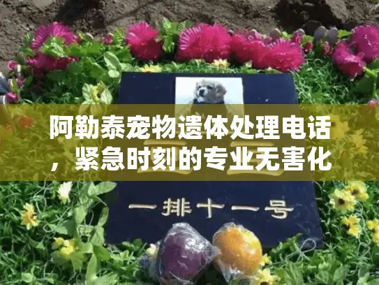 阿勒泰宠物遗体处理电话，紧急时刻的专业无害化服务指南