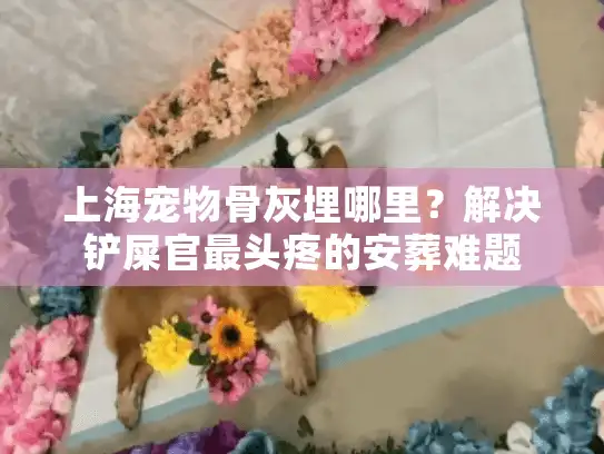 上海宠物骨灰埋哪里？解决铲屎官最头疼的安葬难题