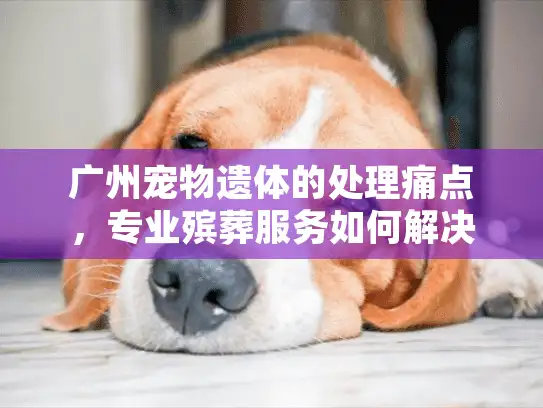 广州宠物遗体的处理痛点，专业殡葬服务如何解决？