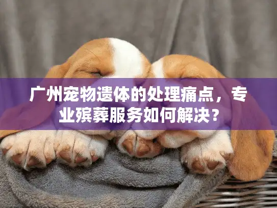 广州宠物遗体的处理痛点，专业殡葬服务如何解决？