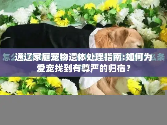 通辽家庭宠物遗体处理指南:如何为爱宠找到有尊严的归宿？