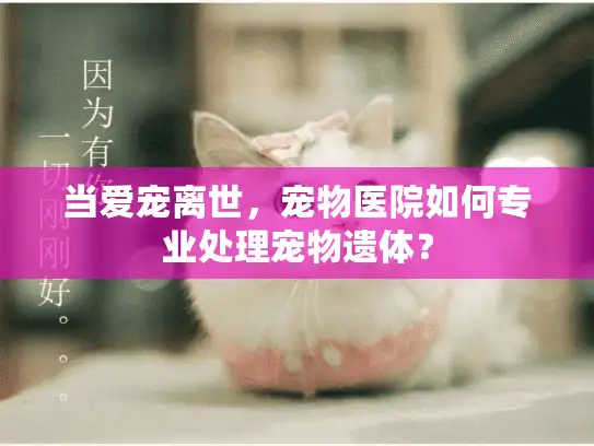 当爱宠离世，宠物医院如何专业处理宠物遗体？