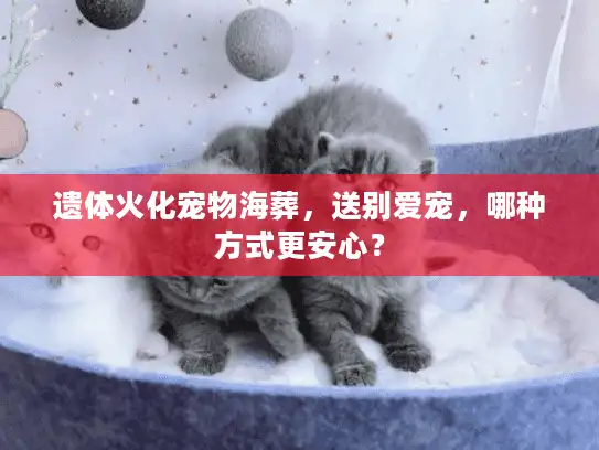 遗体火化宠物海葬，送别爱宠，哪种方式更安心？