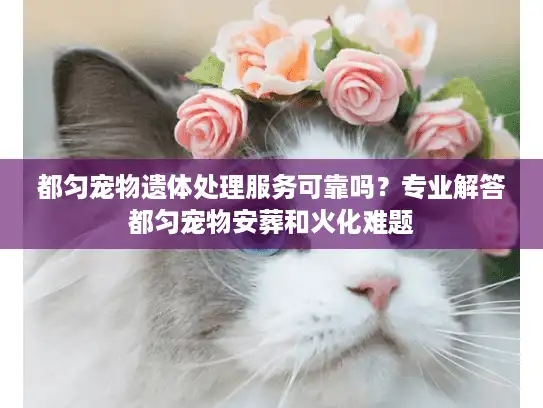 都匀宠物遗体处理服务可靠吗？专业解答都匀宠物安葬和火化难题