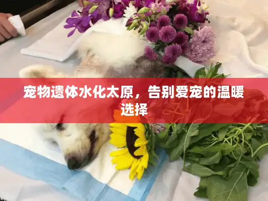 宠物遗体水化太原，告别爱宠的温暖选择