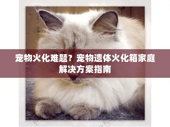 宠物火化难题？宠物遗体火化箱家庭解决方案指南