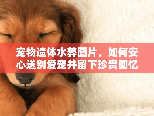 宠物遗体水葬图片，如何安心送别爱宠并留下珍贵回忆