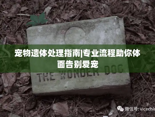 宠物遗体处理指南|专业流程助你体面告别爱宠