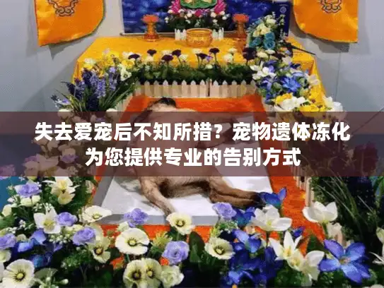 失去爱宠后不知所措？宠物遗体冻化为您提供专业的告别方式