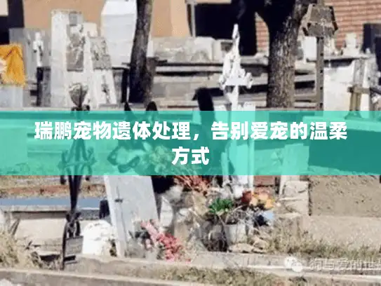 瑞鹏宠物遗体处理，告别爱宠的温柔方式