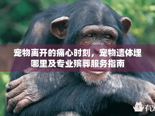 宠物离开的痛心时刻，宠物遗体埋哪里及专业殡葬服务指南