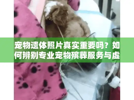 宠物遗体照片真实重要吗？如何辨别专业宠物殡葬服务与虚假宣传