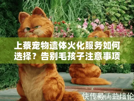上蔡宠物遗体火化服务如何选择？告别毛孩子注意事项