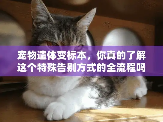 宠物遗体变标本，你真的了解这个特殊告别方式的全流程吗？