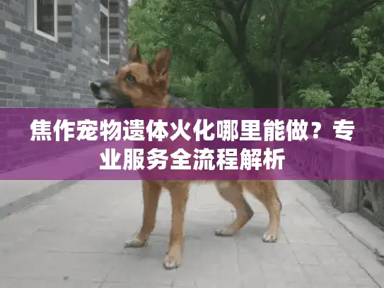 焦作宠物遗体火化哪里能做？专业服务全流程解析