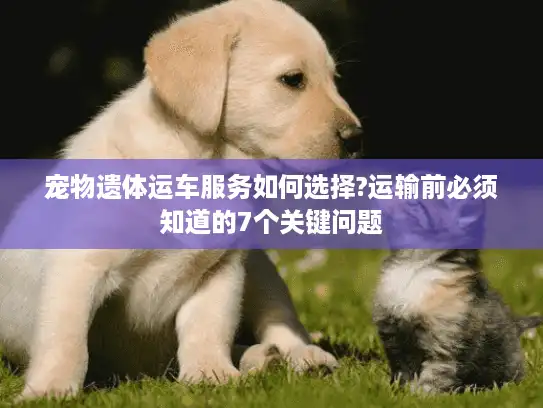 宠物遗体运车服务如何选择?运输前必须知道的7个关键问题