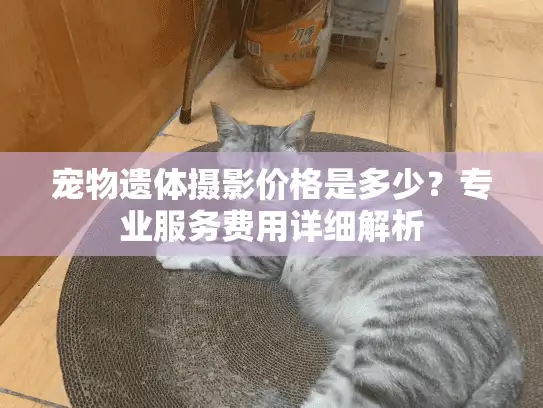 宠物遗体摄影价格是多少？专业服务费用详细解析