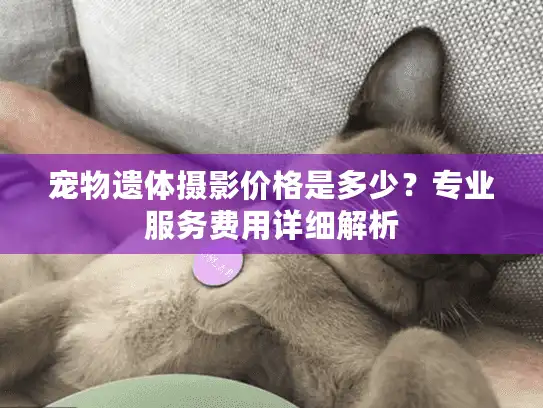 宠物遗体摄影价格是多少？专业服务费用详细解析