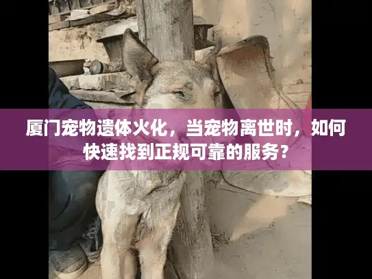 厦门宠物遗体火化，当宠物离世时，如何快速找到正规可靠的服务？