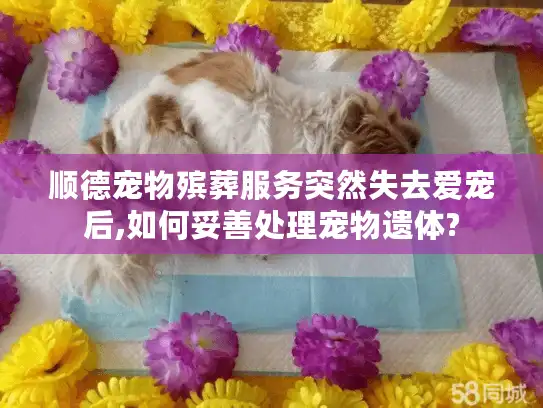 顺德宠物殡葬服务突然失去爱宠后,如何妥善处理宠物遗体?