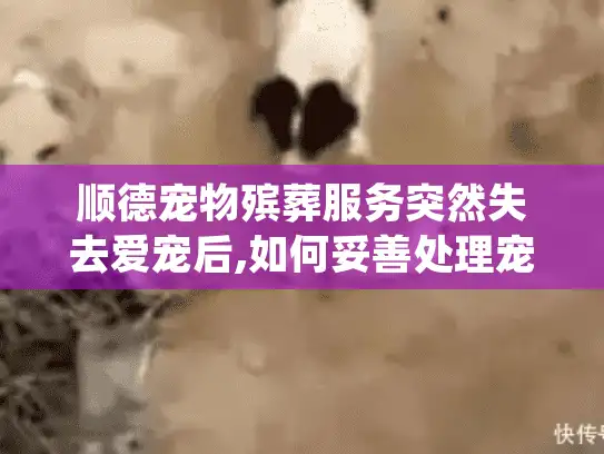 顺德宠物殡葬服务突然失去爱宠后,如何妥善处理宠物遗体?