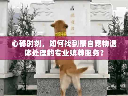 心碎时刻，如何找到蒙自宠物遗体处理的专业殡葬服务？