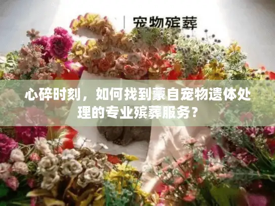 心碎时刻，如何找到蒙自宠物遗体处理的专业殡葬服务？