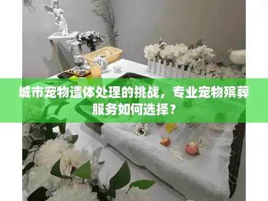城市宠物遗体处理的挑战，专业宠物殡葬服务如何选择？