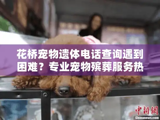花桥宠物遗体电话查询遇到困难？专业宠物殡葬服务热线就在这里！