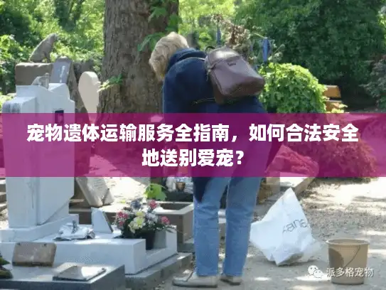 宠物遗体运输服务全指南，如何合法安全地送别爱宠？