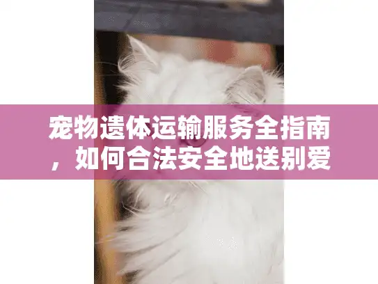 宠物遗体运输服务全指南，如何合法安全地送别爱宠？