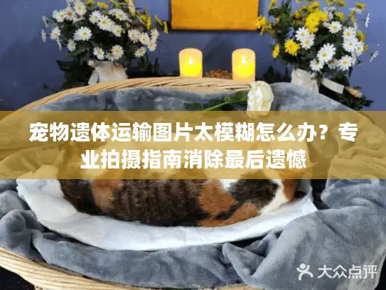 宠物遗体运输图片太模糊怎么办？专业拍摄指南消除最后遗憾