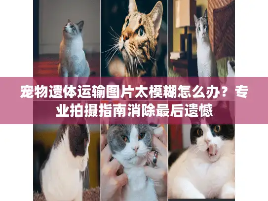 宠物遗体运输图片太模糊怎么办？专业拍摄指南消除最后遗憾
