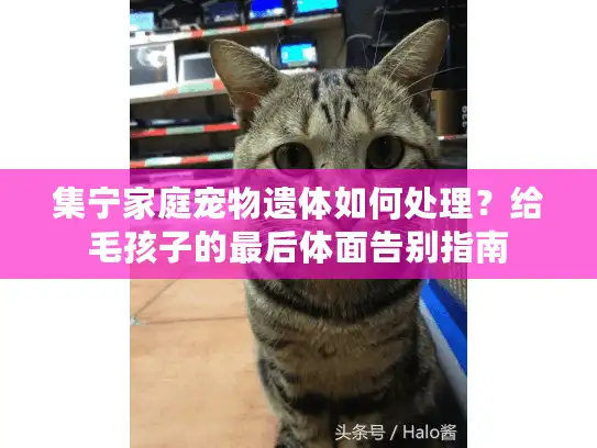 集宁家庭宠物遗体如何处理？给毛孩子的最后体面告别指南